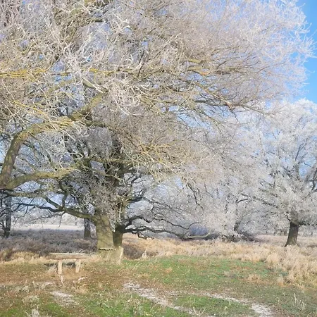 Antikhof Friebe Apartment