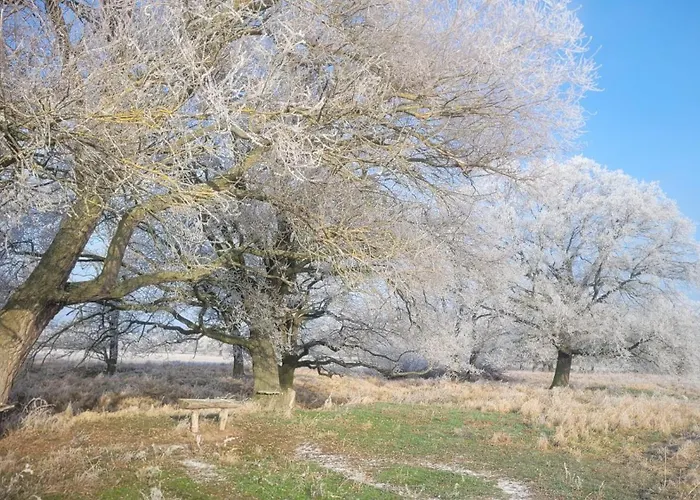 Antikhof Friebe Apartment